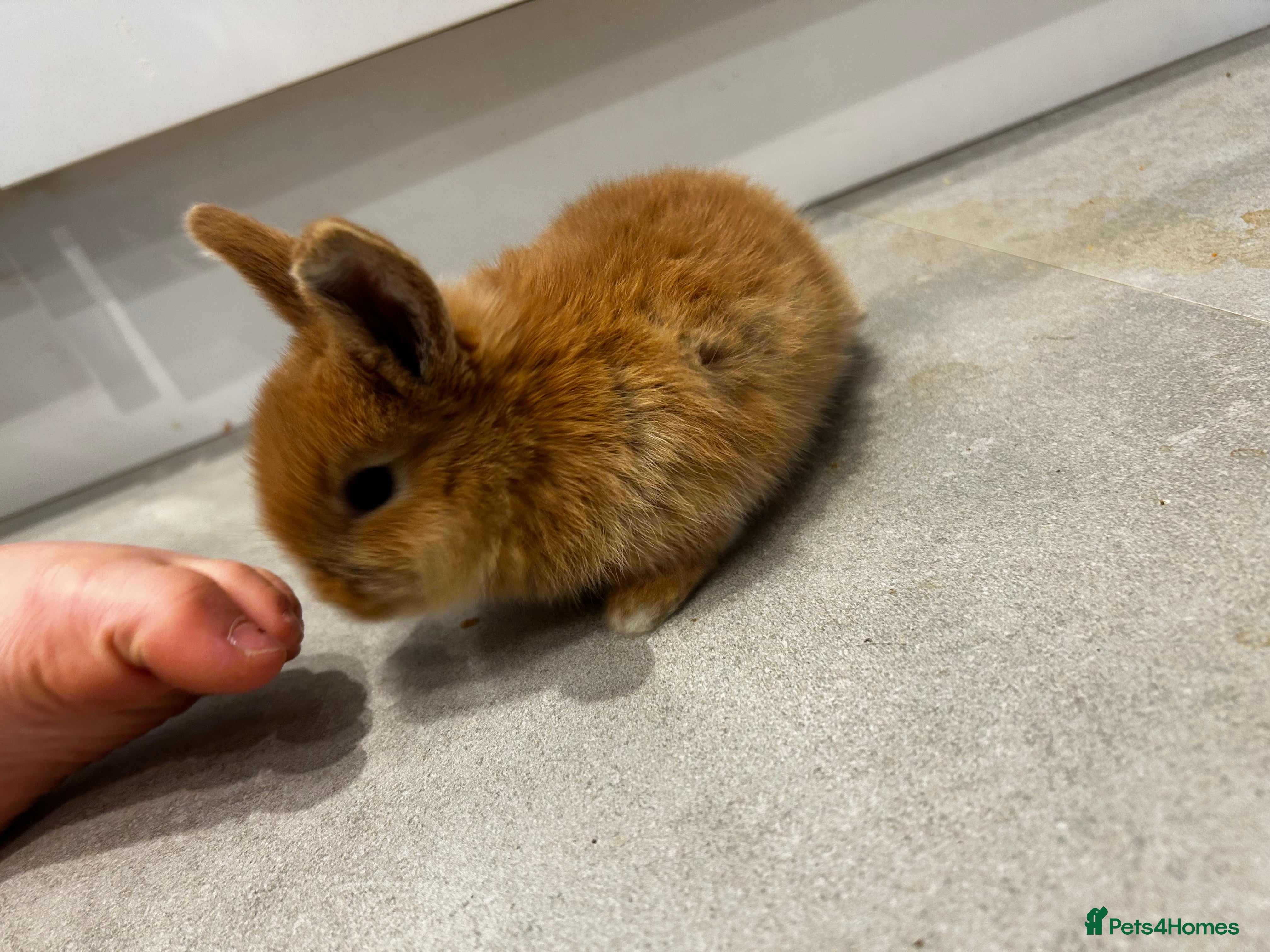 Mixed Breed rabbits Mini lop x lop  - Advert 4