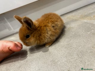 Mixed Breed rabbits Mini lop x lop - Advert 6