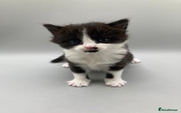 Mixed Breed cats for sale: Beautiful British Shorthair Mix Kittens - Image 10