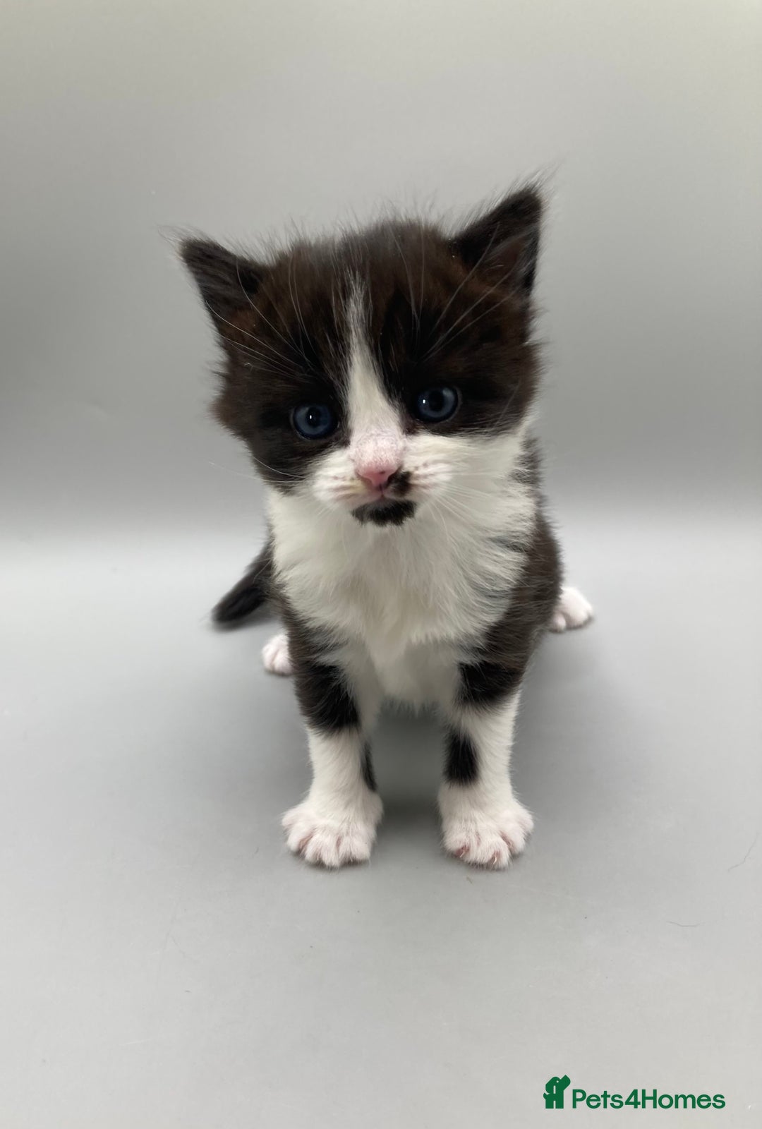 Mixed Breed cats for sale: Beautiful British Shorthair Mix Kittens - Image 10