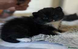 Domestic Shorthair cats for sale: ✨ Black & White Kittens Ready for Their New Home ✨ - Image 5