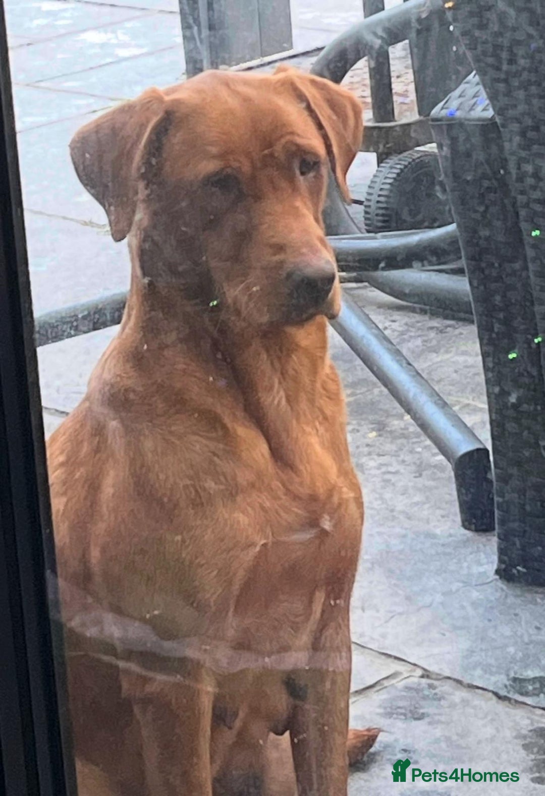 Labrador Retriever dogs for sale: 7 week old fantastic labrador pups  - Advert 7