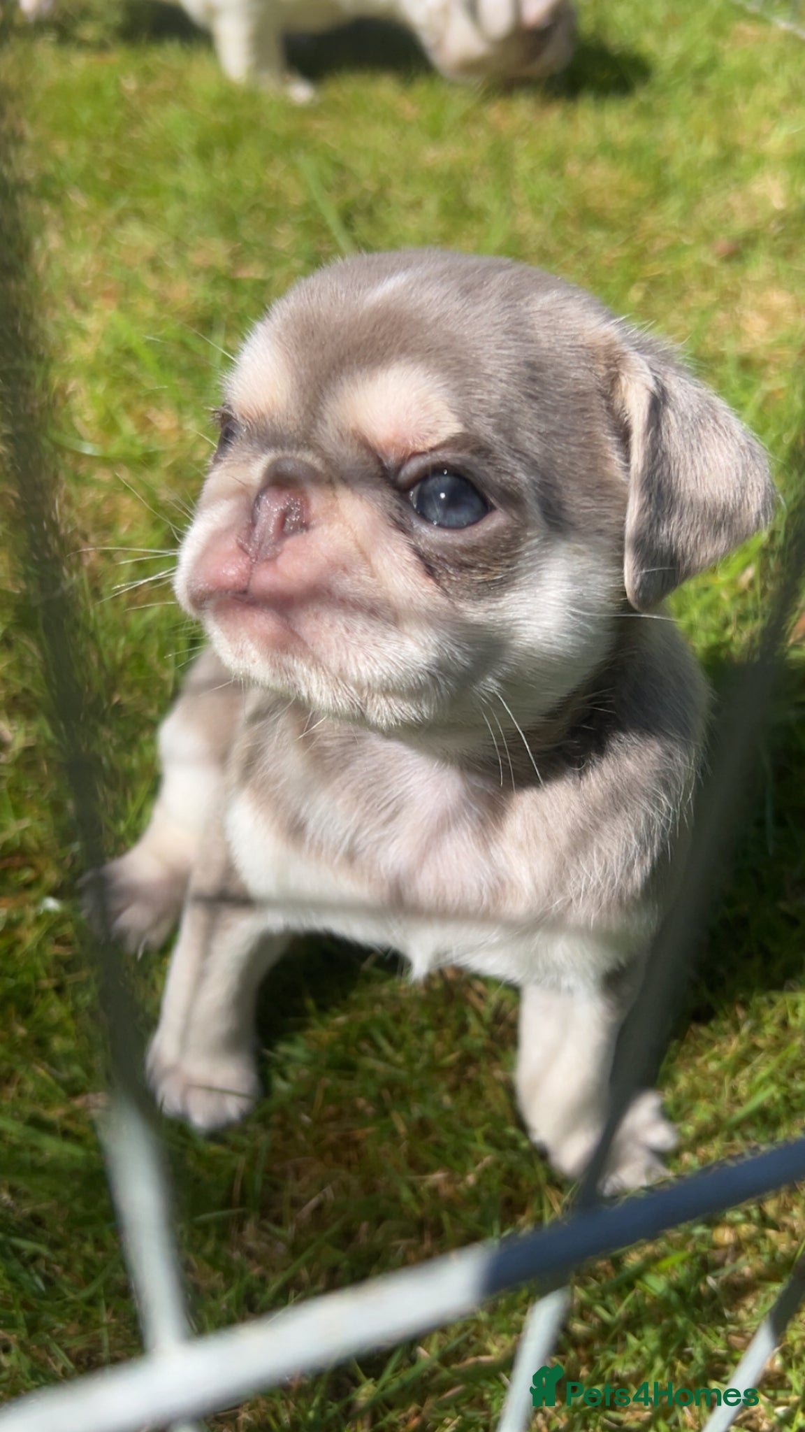 Pug dogs Female Pug puppies  - Advert 10