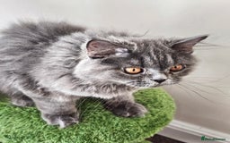 British Shorthair cats for sale: British shorthair and longhair  - Image 9
