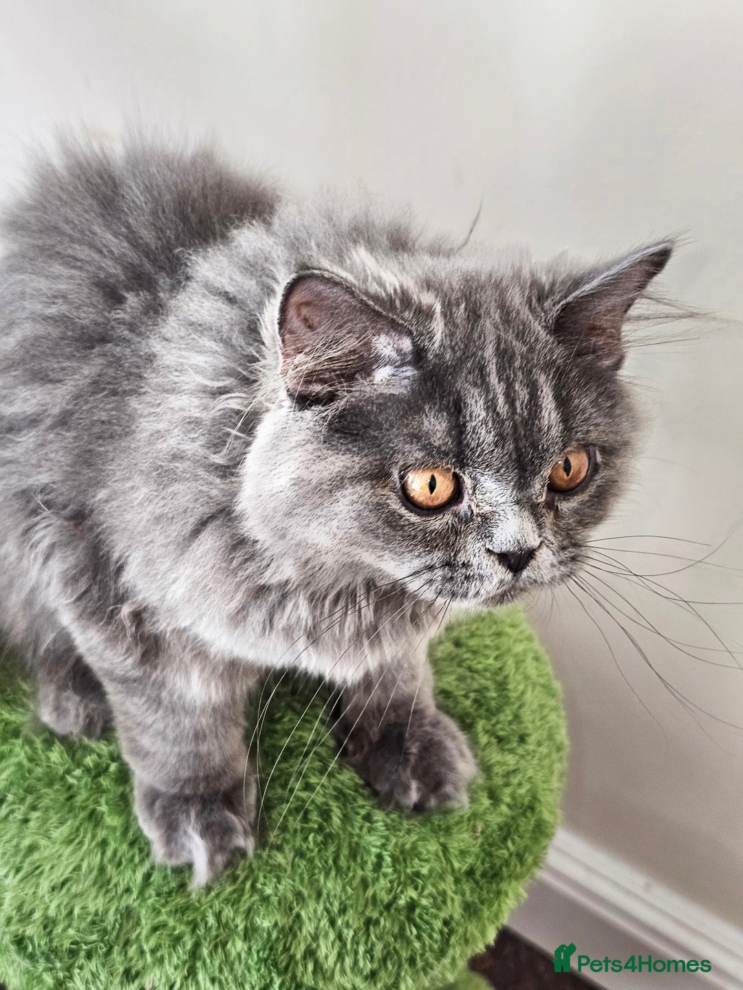 British Shorthair cats for sale: British shorthair and longhair  - Image 9
