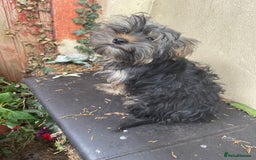 Yorkshire Terrier dogs for sale: Yorkshire Terrier Puppy 2 - 1 Absolutely Stunning Yorkie Pup Ready To Go Now!  - Image 8
