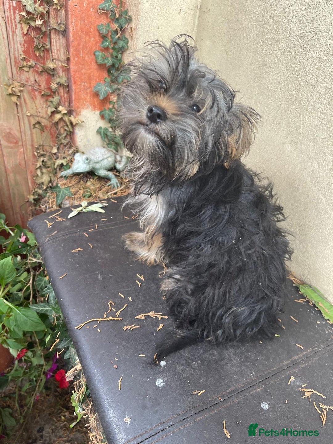 Yorkshire Terrier dogs for sale: Yorkshire Terrier Puppy 2 - 1 Absolutely Stunning Yorkie Pup Ready To Go Now!  - Image 8