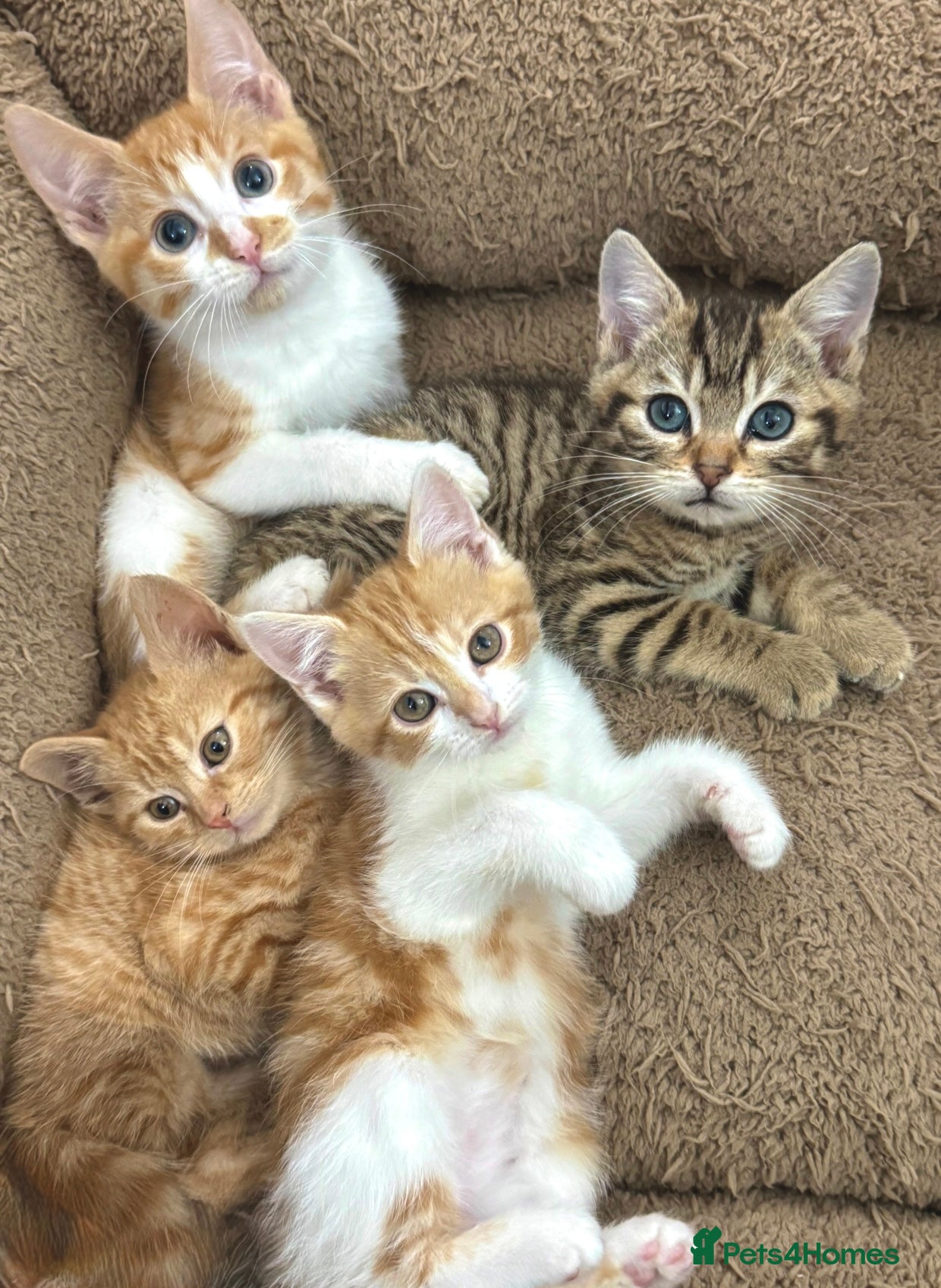 Mixed Breed cats GORGEOUS KITTYS  - Advert 3