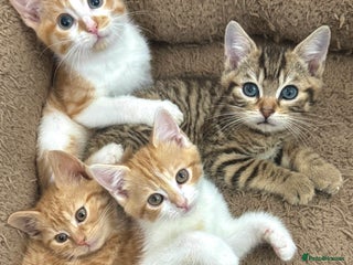 Mixed Breed cats GORGEOUS KITTYS - Advert 1