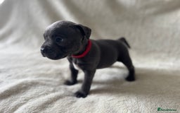 Staffordshire Bull Terrier dogs for sale: One red collar boy left and ready for loving home… - Image 6