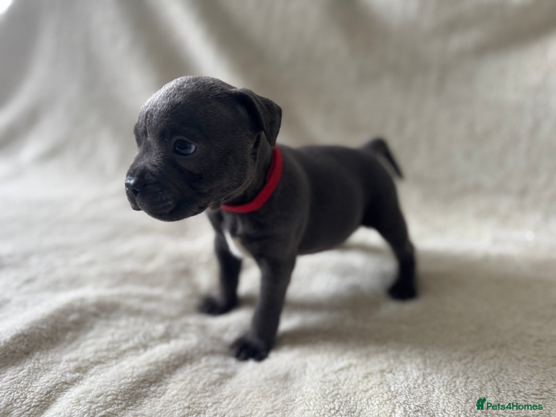 Staffordshire Bull Terrier dogs for sale: One red collar boy left and ready for loving home… - Image 6