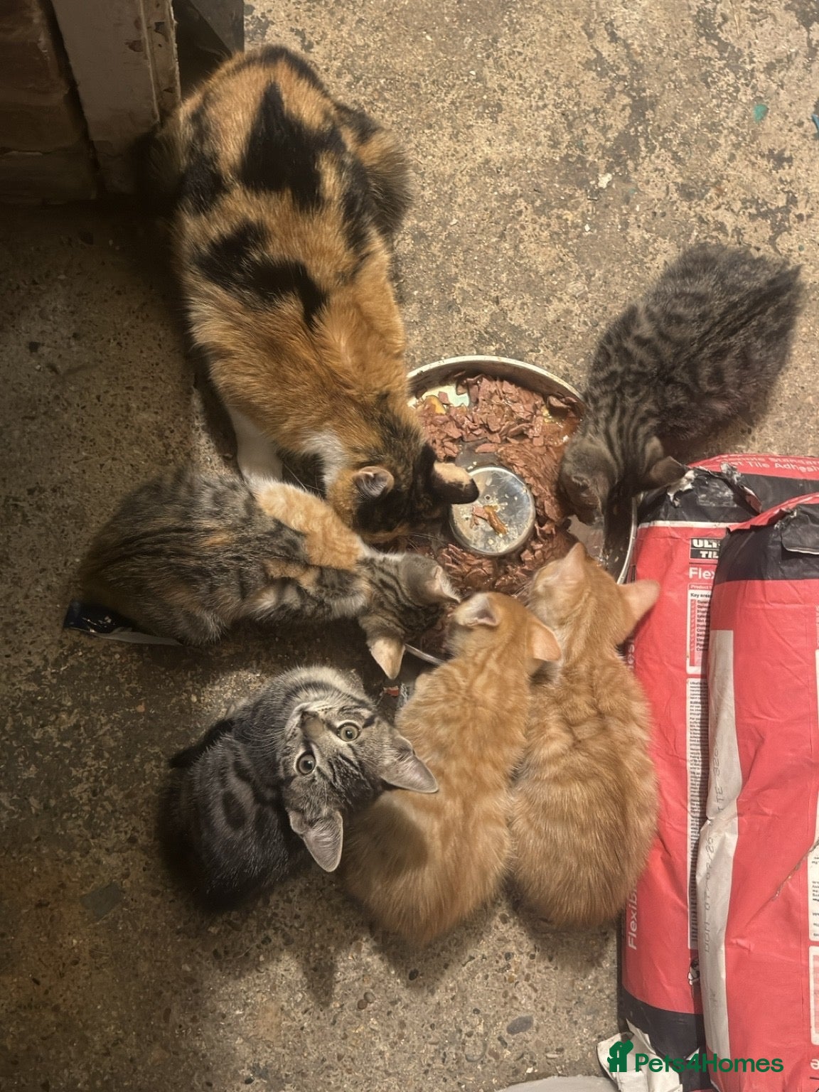 Mixed Breed cats Beautiful Kittens Looking for Loving Homes 🐾 - Advert 2
