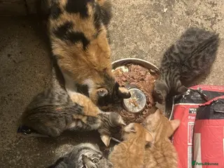 Mixed Breed cats Beautiful Kittens Looking for Loving Homes 🐾 - Advert 1