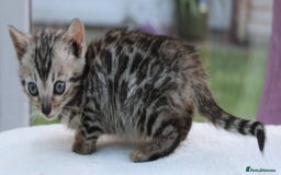 Bengal cats for sale: CUTE BENGAL KITTENS AVAILABLE - Image 11