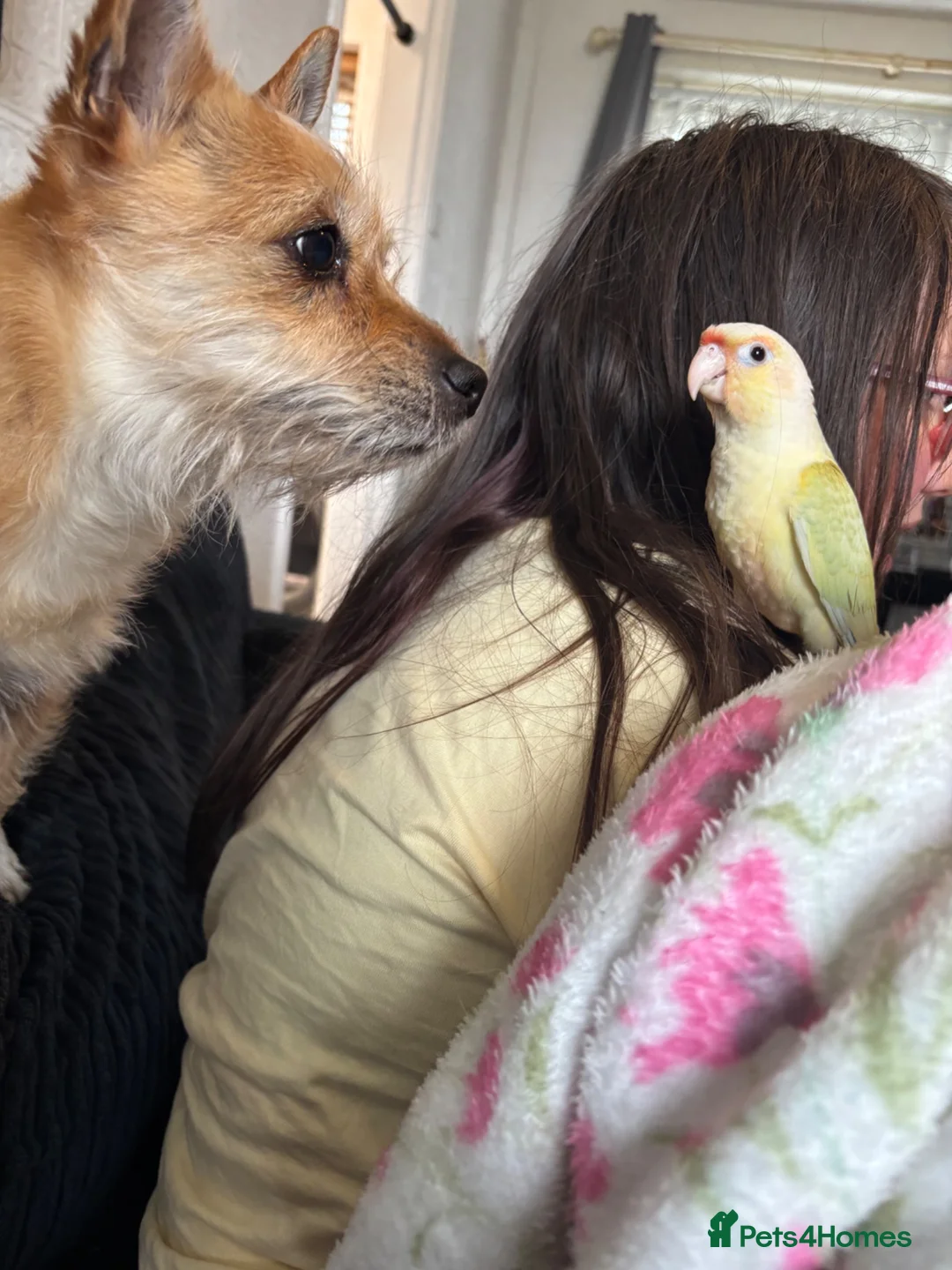 Conures birds for sale: Moon cheek conure in Manchester - Advert 2