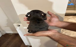 Miniature Dachshund dogs for sale: Miniature dachshunds  - Image 5