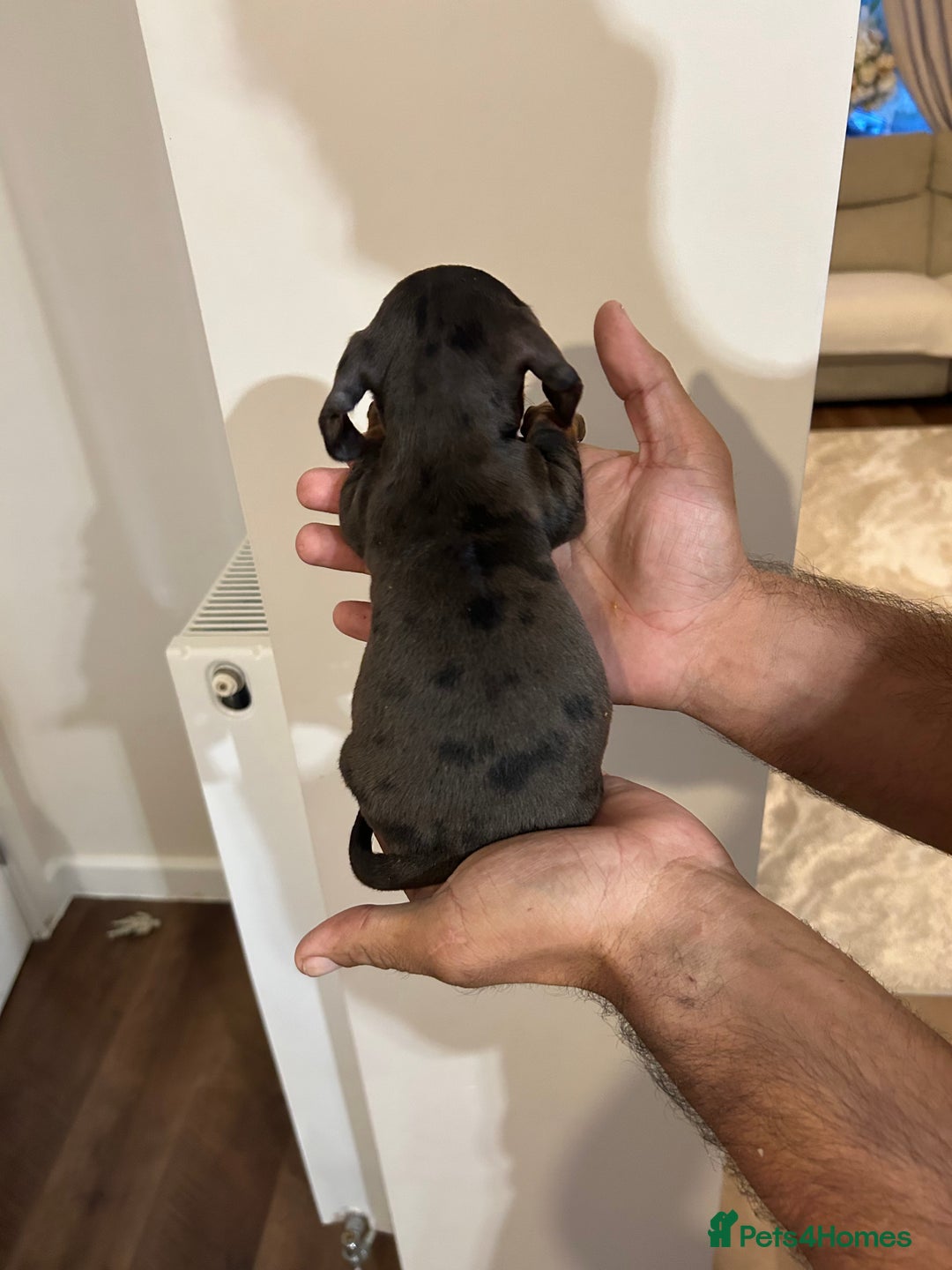 Miniature Dachshund dogs for sale: Miniature dachshunds  - Image 5