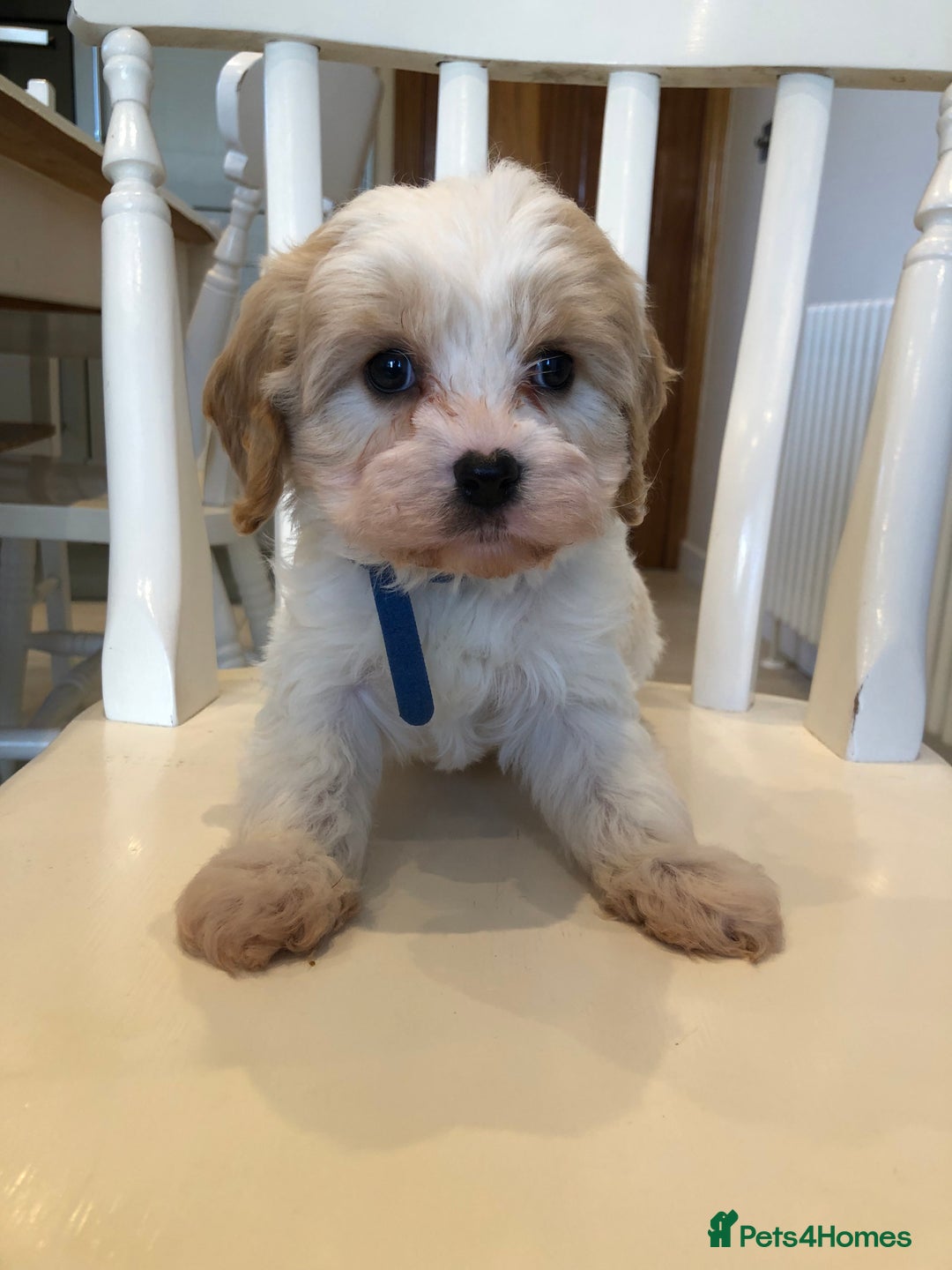 Cavapoo dogs for sale: Adorable Cavapoo Puppies  - Advert 7