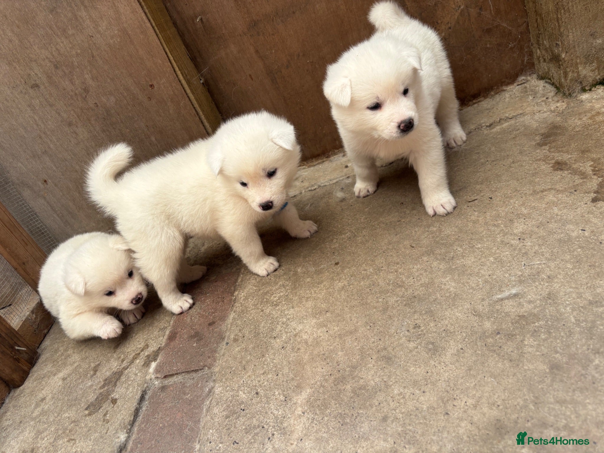 Japanese Akita Inu dogs Japanese Akita Inu Puppies - Advert 4