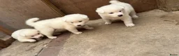 Japanese Akita Inu dogs for sale: Japanese Akita Inu Puppies - Advert 13
