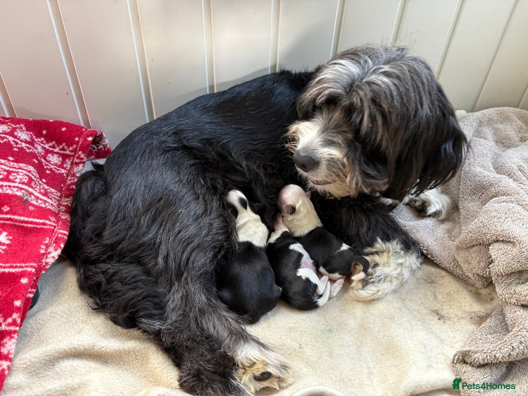 Mixed Breed dogs for sale: Chihuahua X puppies - Advert 6