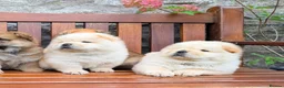 Chow Chow dogs for sale: Cream chow chow puppies - Advert 7