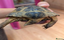 Tortoise reptiles for sale: Male horsfield tortoise. Very friendly! - Image 5