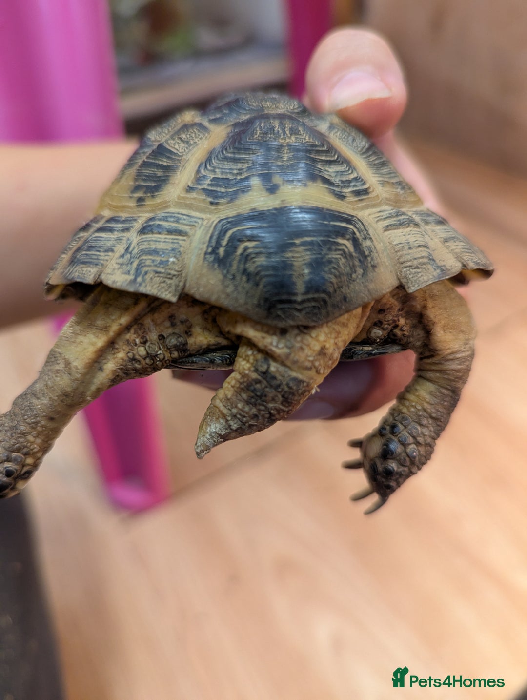 Tortoise reptiles for sale: Male horsfield tortoise. Very friendly! - Image 5