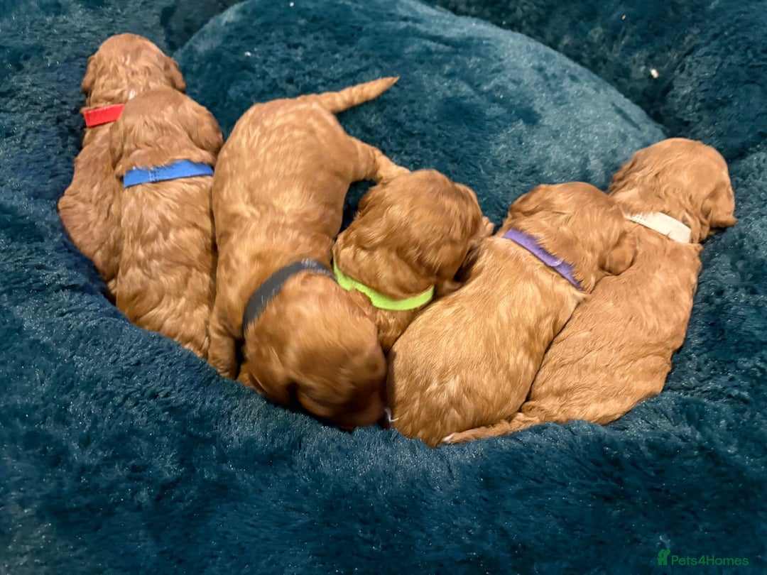 Cavapoo dogs for sale: Gorgeous and adorable F1b toy cavapoo puppies  - Image 5