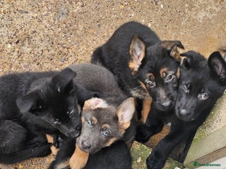 German Shepherd dogs German shepherd puppies - Advert 3