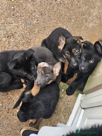 German Shepherd dogs German shepherd puppies - Advert 6