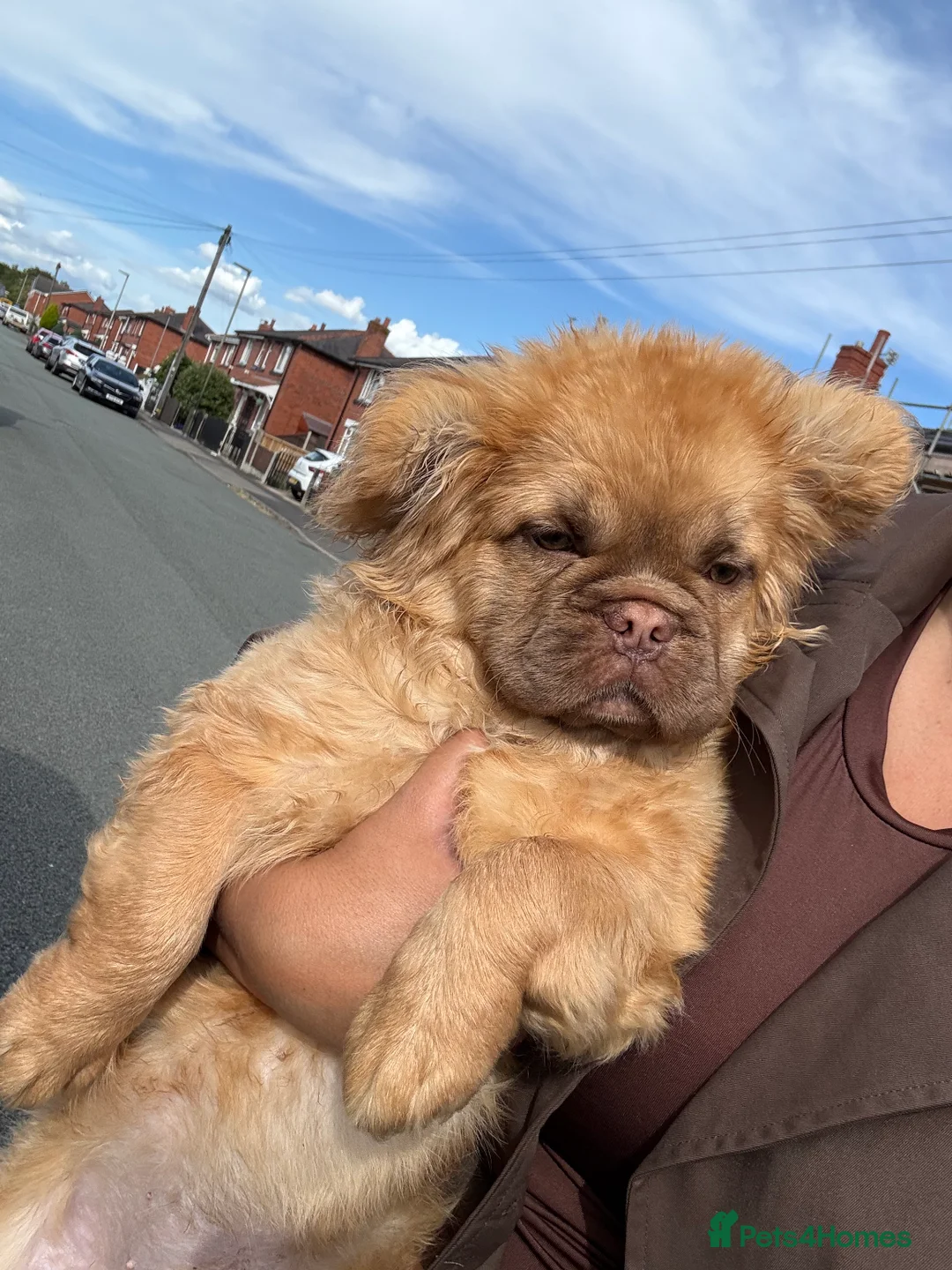 Mixed Breed dogs for sale: Fluffy French bulldog - Advert 5