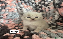 Ragdoll cats for sale: Beautiful ragdoll kittens 🩵 - Image 10