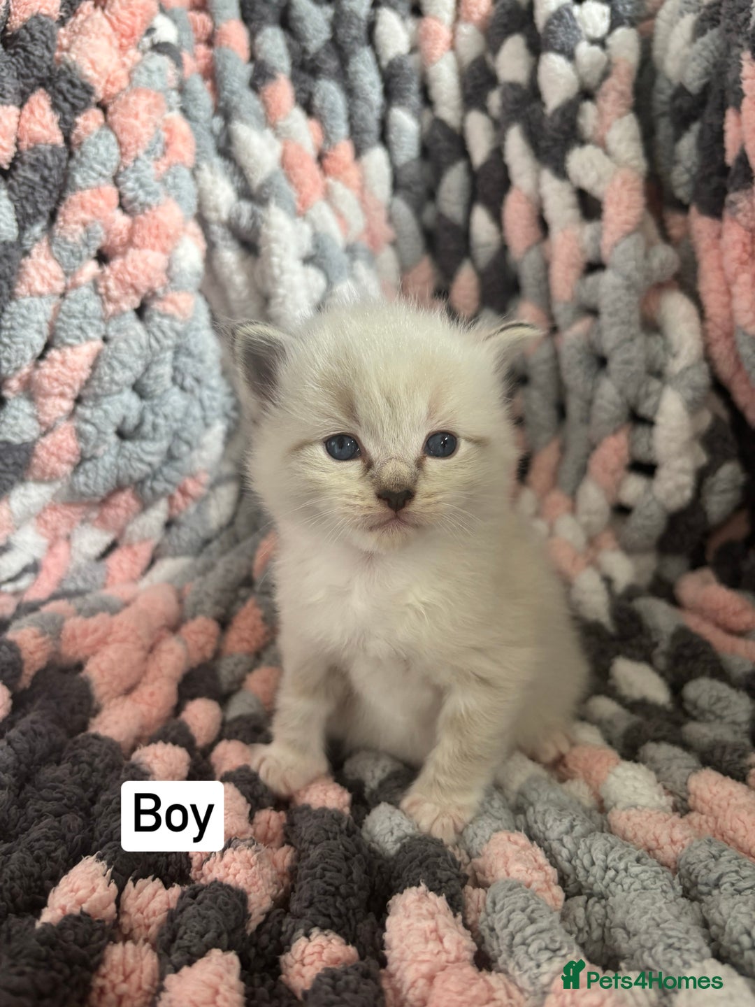 Ragdoll cats for sale: Beautiful ragdoll kittens 🩵 - Image 10