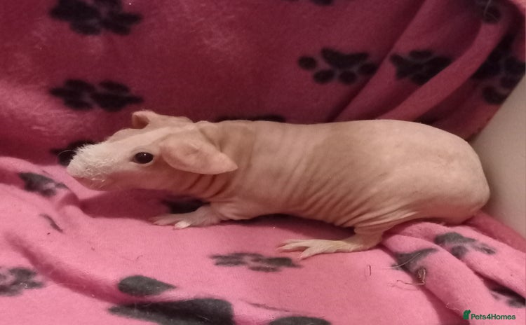 Guinea Pig rodents - Advert 16