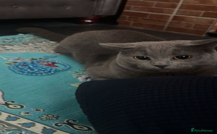 British Shorthair cats - Advert 6