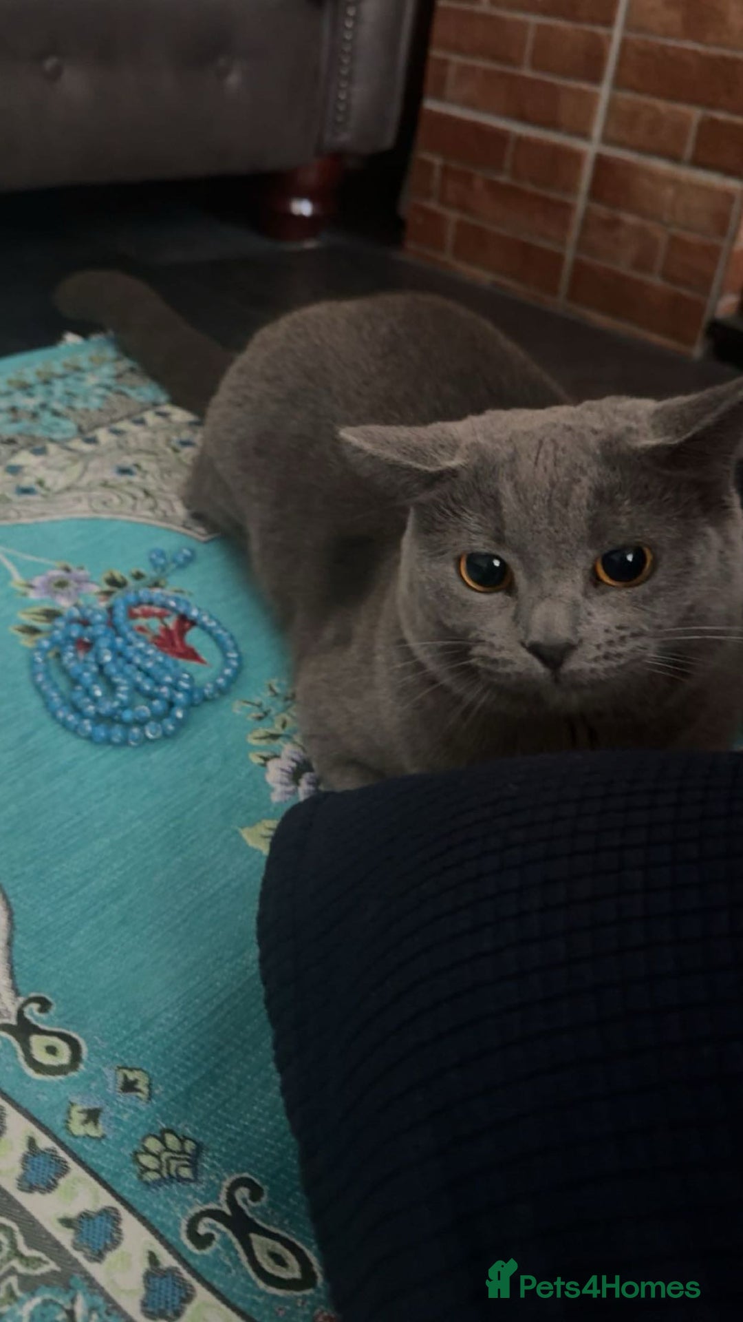 British Shorthair cats for sale: Bella The British Shorthair - Image 1