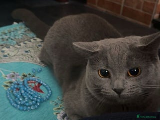 British Shorthair cats for sale: Bella The British Shorthair - Advert 2