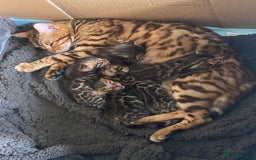 Bengal cats for sale: Absolutely beautiful pure bengals - Image 2