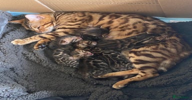 Bengal cats - Advert 5