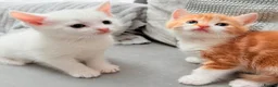 Mixed Breed cats for sale: Adorable kittens ready for their new homes - Advert 11