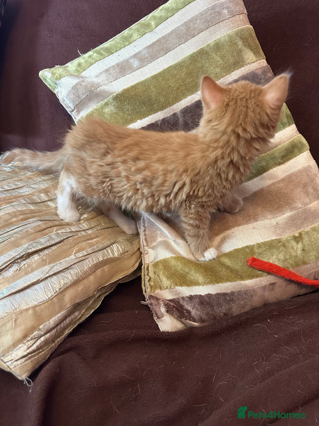 Mixed Breed cats for sale: Stunning kittens ready now - Image 5