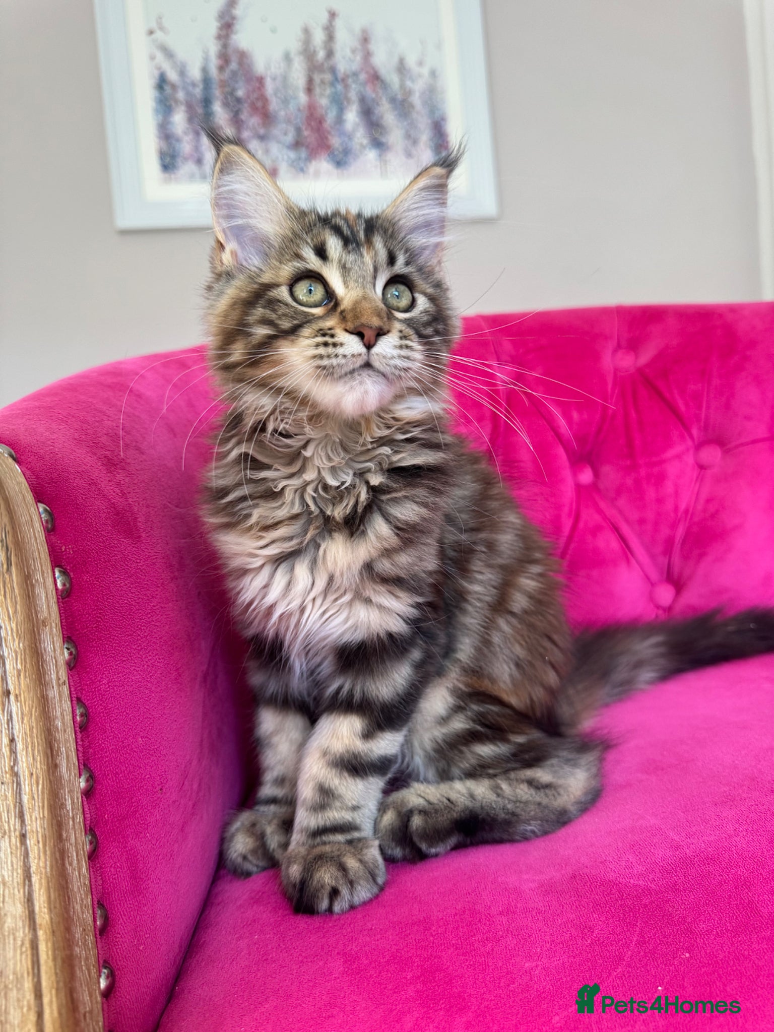 Maine Coon cats Maine Coon Kittens 🏆 20+ gen 🧬 Full Pedigree - Advert 1