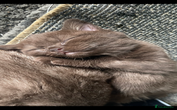British Shorthair cats for sale: Beautiful BSH x Ragdoll x Bengal Kittens - Image 7