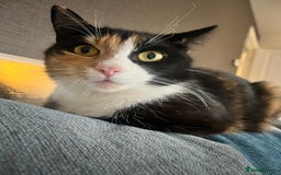 Domestic Shorthair cats for sale: Three kittens needing forever homes  - Image 7