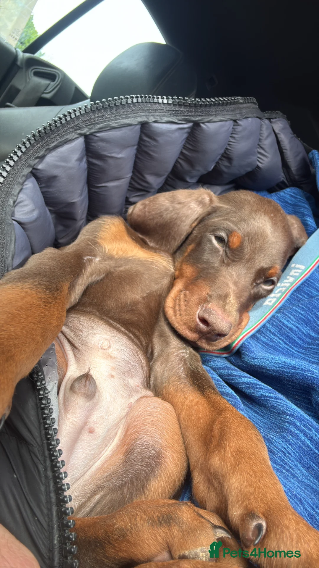 Dobermann dogs for sale: World champion pedigree Dobermanns  - Advert 1