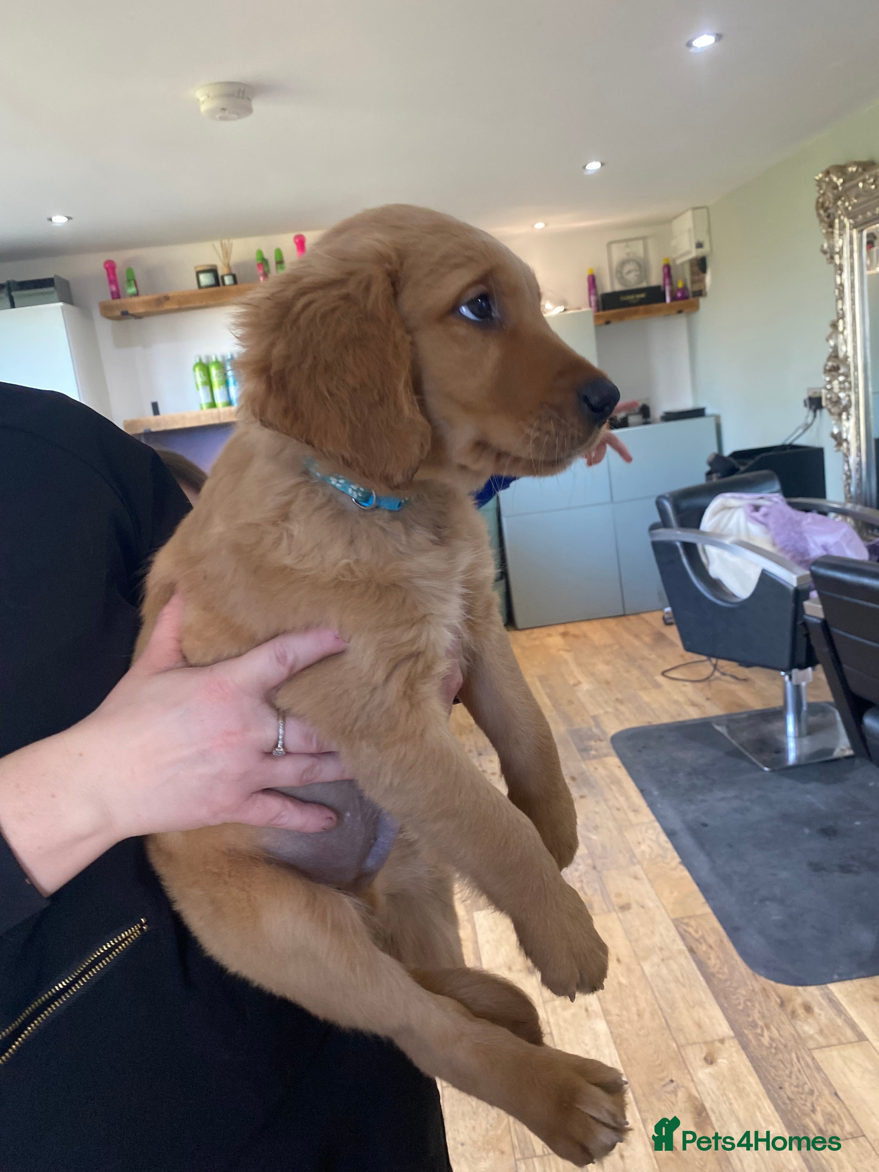 Golden Retriever dogs KC Registered Golden Retriever Puppies - Advert 11