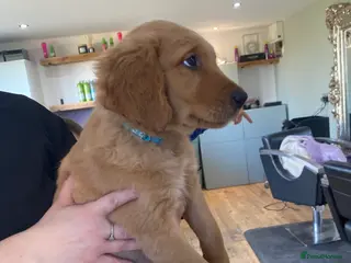 Golden Retriever dogs KC Registered Golden Retriever Puppies - Advert 11