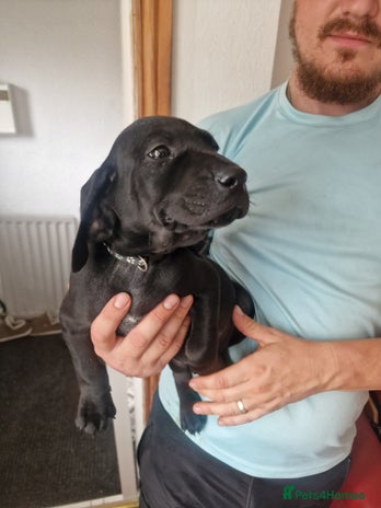 Mixed Breed dogs - Advert 1