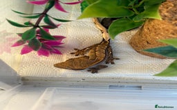 Gecko reptiles for sale: Crested geckos - Image 2